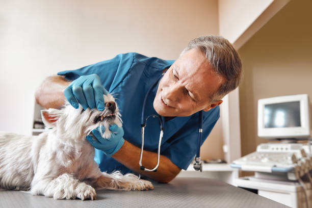Best Emergency Gum Treatment in Pleasant View, TN